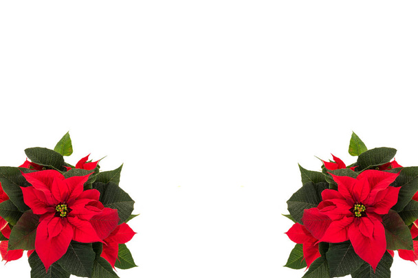 Resim çerçevesi köşesinde kırmızı Noel çiçek - Fotoğraf, Görsel