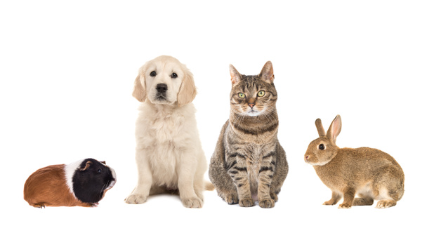 Grupo de cuatro mascotas comunes, conejillo de indias, conejo, gato tabby y cachorro golden retriever
 - Foto, imagen
