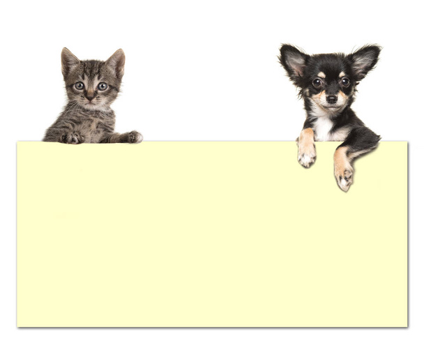 Chihuahua aranyos kutya és egy cirmos baba macska gazdaság egy sárga papír  - Fotó, kép