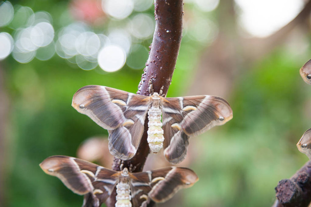 moth Samia Ricini butterfly in branch - Photo, Image