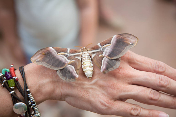 polilla Samia Ricini mariposa en la mano de la mujer
 - Foto, imagen