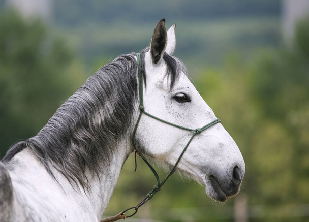Foto de cabeza de un joven caballo lipizzaner sobre fondo verde natural
 - Foto, Imagen