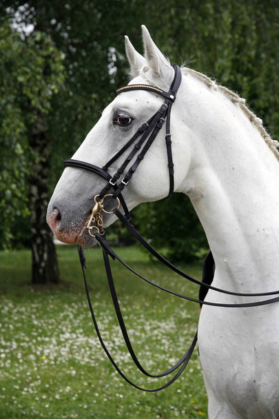 Portrait of a thoroughbred young lipizzaner horse - Photo, Image