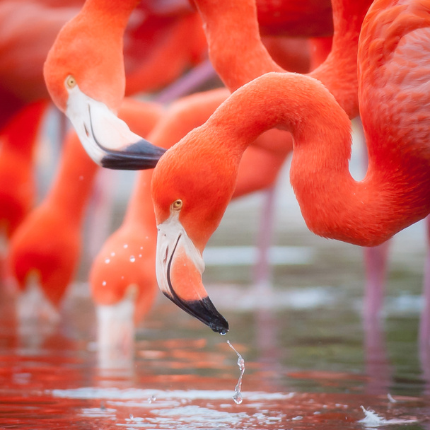 фламинго в пруду
 - Фото, изображение
