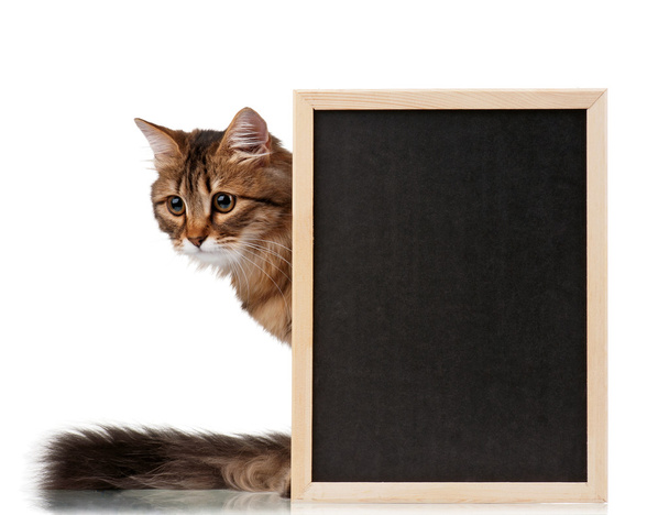 Cat with blackboard - Fotoğraf, Görsel