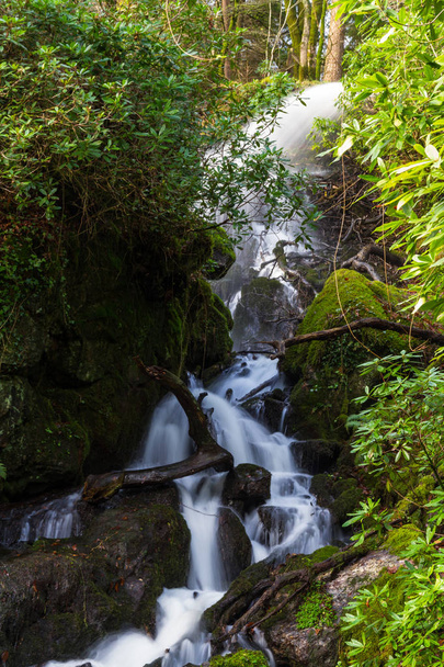 Waterfall in mossy woodland. - Foto, imagen