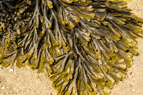 Deniz yosunu Fucus serratus closeup sık ihtişamlı dişli. - Fotoğraf, Görsel