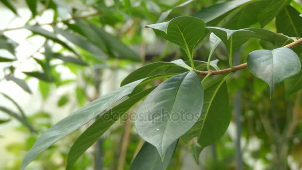 Hymenosporum flavum, or native frangipani, is rainforest tree which is native to Queensland and New South Wales in Australia and New Guinea. It is sole species within genus Hymenosporum. - Footage, Video