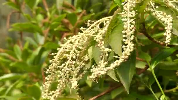 Clethra barbinervis is species of flowering plant in genus Clethra of family Clethraceae, native to far east, from eastern China, Korea, and Japan. Mature specimens have attractive peeling bark. - Footage, Video