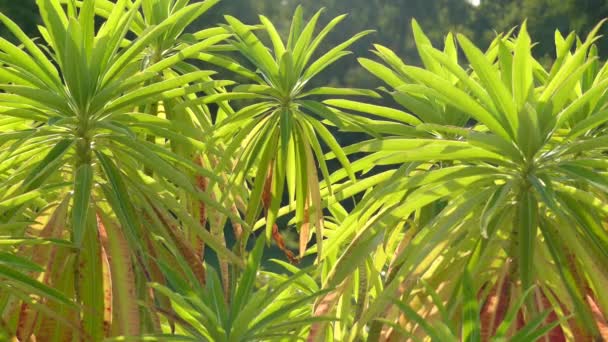 Euphorbia mellifera (canary spurge, honey spurge, Tithymalus melliferus Moench) is species of flowering plant in spurge family Euphorbiaceae, native to Madeira. - Footage, Video