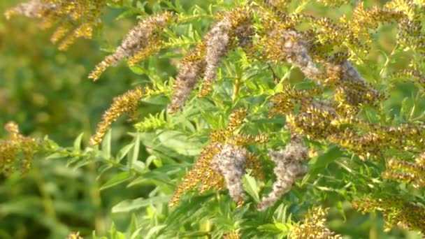 Solidago gigantea is North American plant species in sunflower family. Its common names include tall goldenrod and giant goldenrod. Solidago gigantea is state flower of Kentucky and Nebraska. - Footage, Video