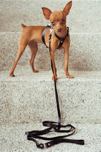 革のストラップにかわいいミニチュア ・ ピンシャー子犬 - 写真・画像