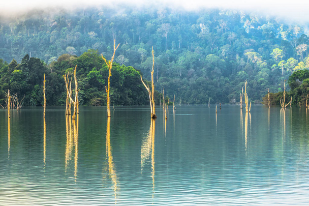 zelený Les uvnitř přehrady Rajjaprabha v národním parku Kho Sok . - Fotografie, Obrázek