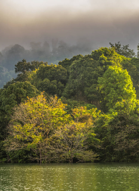 green forest inside of Rajjaprabha Dam in Kho Sok national park . - Photo, Image