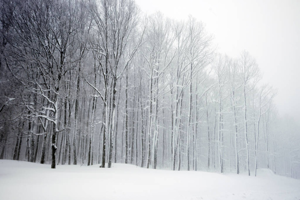 Trees with snow - Zdjęcie, obraz