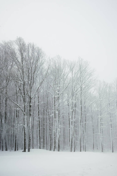Branches with snow - Foto, Bild