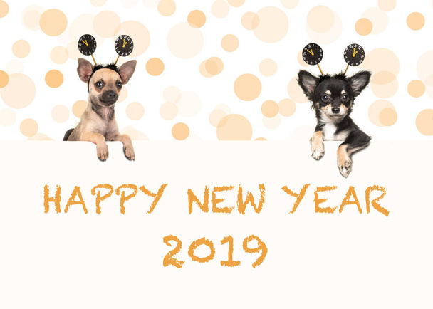 Chihuahua chiens heureux nouvelle année 2019
 - Photo, image
