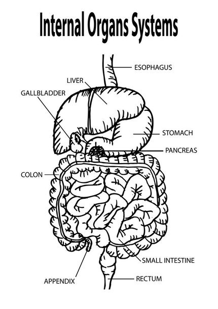 Human internal organs - Photo, Image