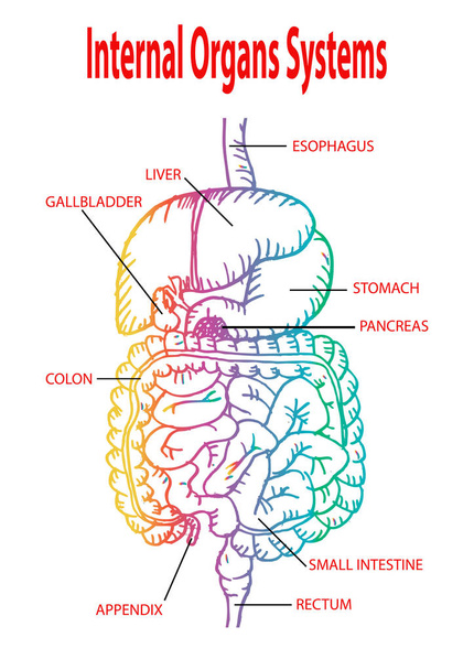 Lidské vnitřní orgány - Fotografie, Obrázek