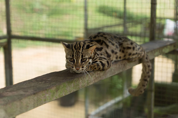 Gato-leopardo (Prionailurus bengalensis
). - Foto, Imagem