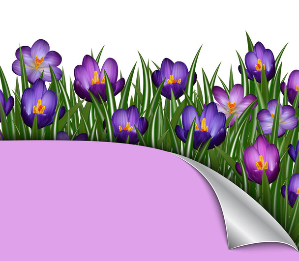 紫色のクロッカスの花 - ベクター画像