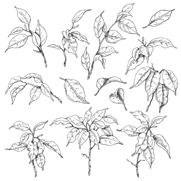 Ficus branches sketch - Vektori, kuva