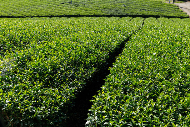 Tea Plantation in Japan  - 写真・画像