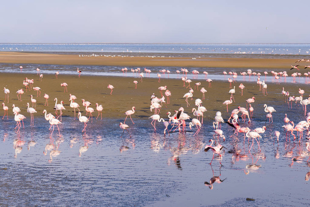 Grupo de flamencos rosados en el mar en Walvis Bay, la costa atlántica de Namibia, África
. - Foto, imagen