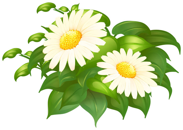 Flores de margarita blanca en arbusto verde
 - Vector, Imagen
