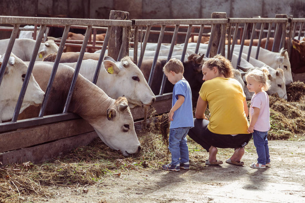 Hiszpania - 29 sierpnia 2016: Mały chłopiec karmienia krów - Zdjęcie, obraz