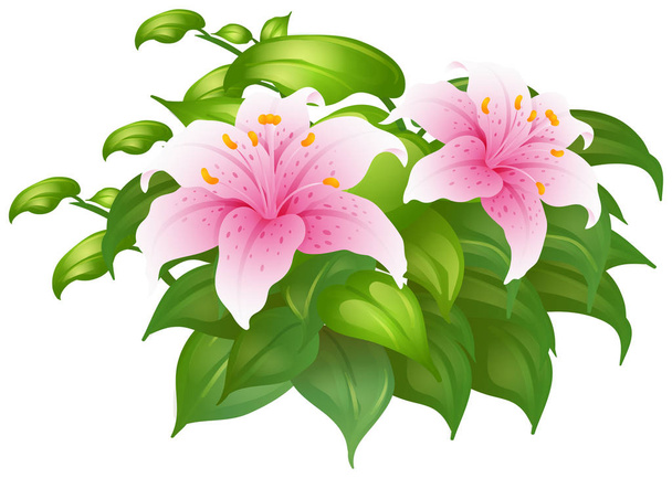 ピンクのユリの花の緑 - ベクター画像