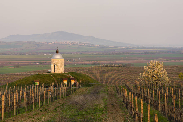 chapel with vineyard near Velke Bilovice - Fotoğraf, Görsel