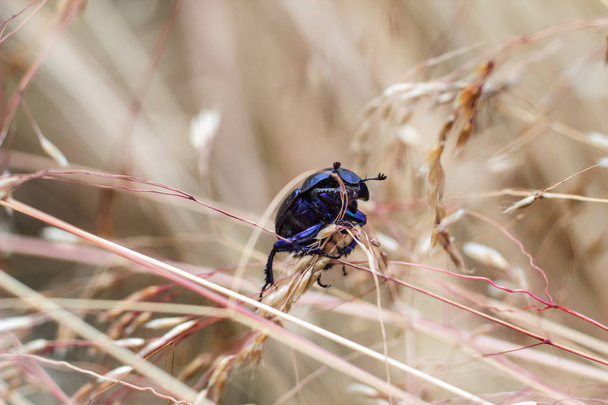 Böcek bok böceği Görünümü Kapat  - Fotoğraf, Görsel