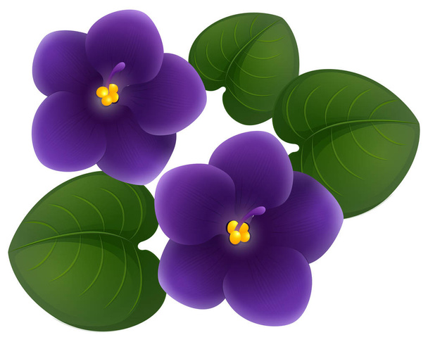 African violet flowers and green leaves - Vector, Image