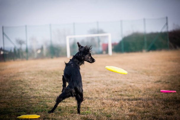 Hund spielt mit Frisbee - Foto, Bild