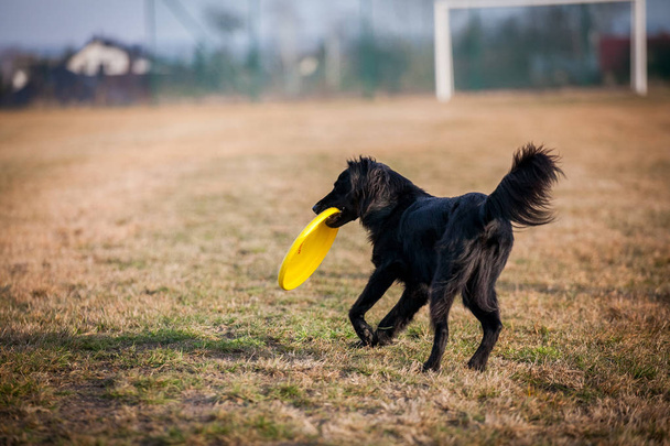 Frizbi ile oynayan köpek - Fotoğraf, Görsel