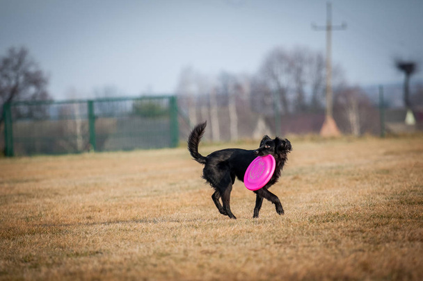 Hund spielt mit Frisbee - Foto, Bild