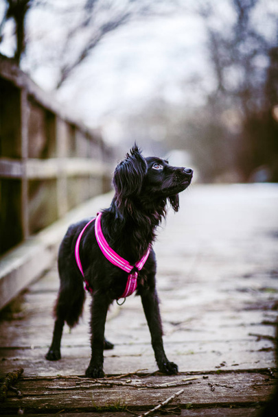 Чорний собака портрет
 - Фото, зображення
