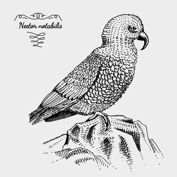 Kea pássaro gravado, desenhado à mão vetor ilustração em madeira estilo scratchboard, espécies de desenho vintage
. - Vetor, Imagem