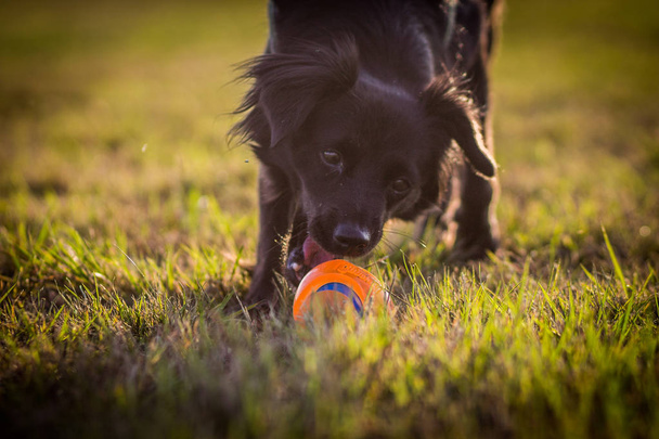 Hund spielt mit Ball - Foto, Bild