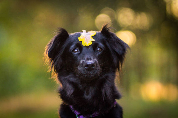 Sonbahar yaprak siyah köpek - Fotoğraf, Görsel