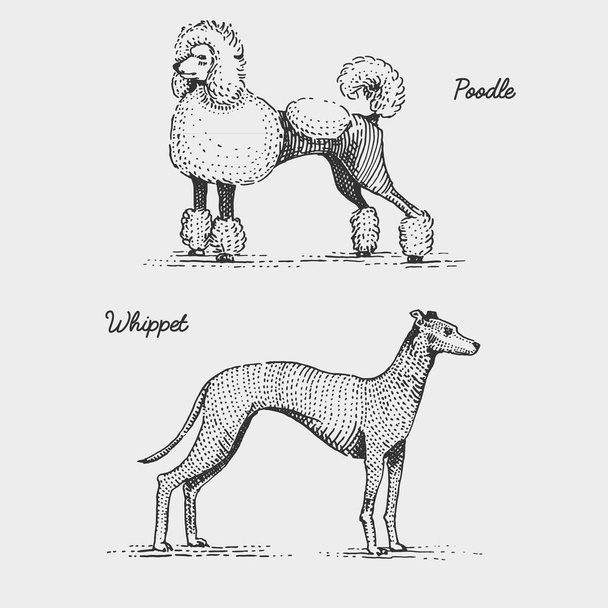 raça cão gravado, desenhado à mão vetor ilustração em madeira estilo scratchboard, espécies vintage
. - Vetor, Imagem