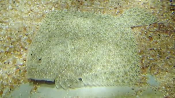 Turbot fish moving  - Footage, Video
