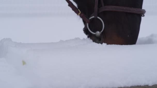 CERRAR: Hermoso caballo de bahía oscura en busca de hierba en la nieve con su bozal
 - Imágenes, Vídeo