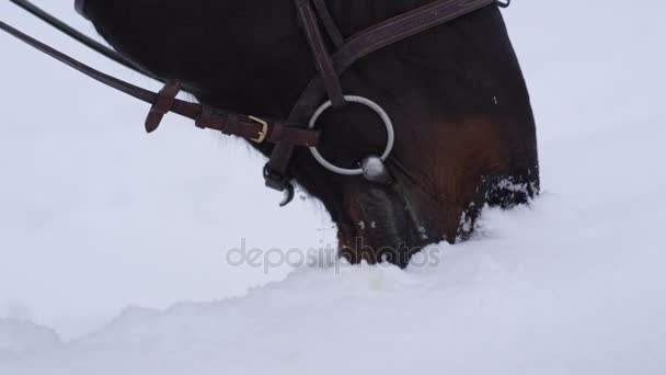美しい白い冬に新鮮な雪で遊んでクローズ アップの暗い茶色の馬 - 映像、動画