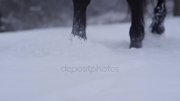 CIERRE DE MOCIÓN LENTA: Caballo oscuro salvaje caminando a través de una manta de nieve profunda en invierno
 - Imágenes, Vídeo