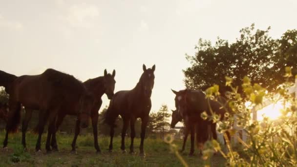 Movimiento lento: manada de caballos jóvenes de pie en el campo de prados al atardecer dorado
 - Metraje, vídeo