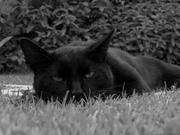 Чёрная кошка спит
 - Фото, изображение
