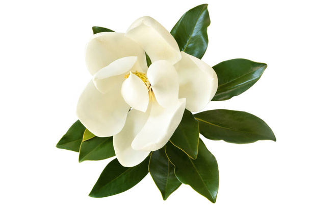 Magnolia Flower Isolated on White - Photo, Image