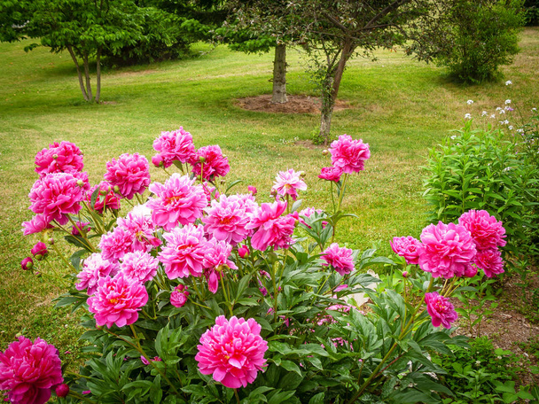 růžový karafiát v zahradě - Fotografie, Obrázek